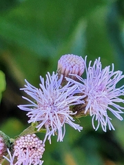 Tamaulipa azurea