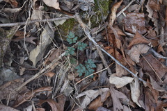 Thaspium chapmanii
