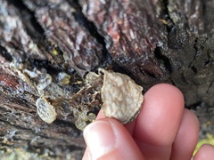 Lobaria