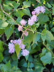 Tamaulipa azurea