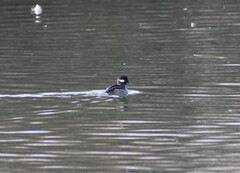 Bucephala albeola