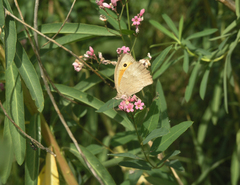 Hyponephele lupinus