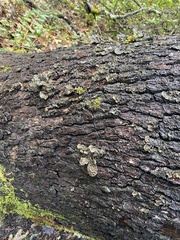 Lobaria
