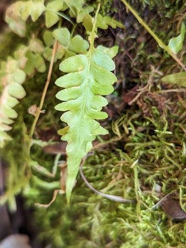 Asplenium × ebenoides, photograph 5