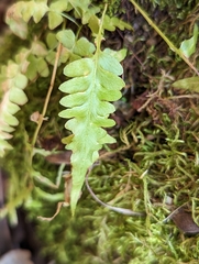 Asplenium × ebenoides