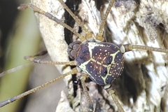 Cosmetidae