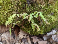 Asplenium × ebenoides