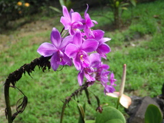 Spathoglottis