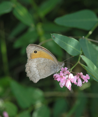Hyponephele lupinus