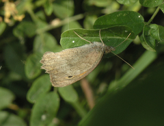 Hyponephele lupinus