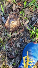Lactarius alnicola