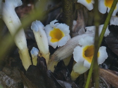 Christisonia calcarata