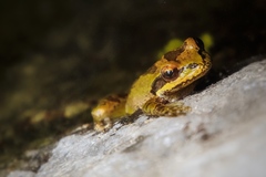 Pseudacris hypochondriaca curta