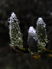 Salix lasiolepis