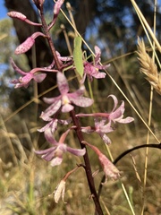 Dipodium pardalinum