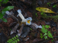 Christisonia calcarata