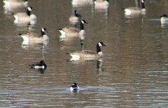 Branta canadensis