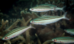 Pterocaesio trilineata