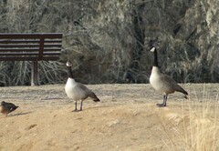 Branta canadensis