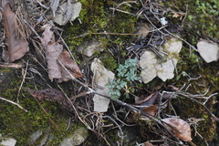 Thaspium chapmanii