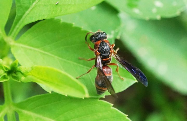 Stenodynerus fundatiformis fundatiformis