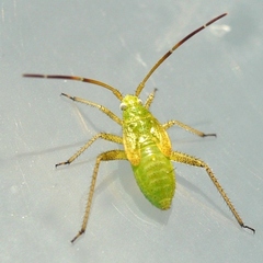 Adelphocoris lineolatus