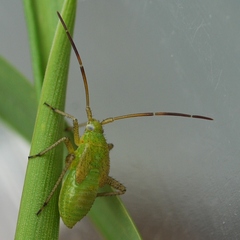 Adelphocoris lineolatus