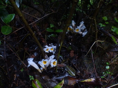 Christisonia calcarata