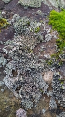 Pilophorus acicularis