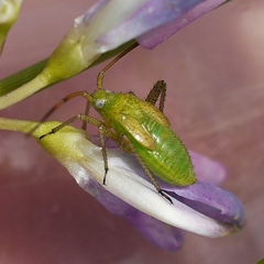 Adelphocoris lineolatus