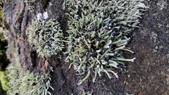 Pilophorus acicularis