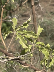 Dioscorea quartiniana