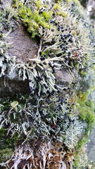 Pilophorus acicularis