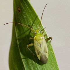 Adelphocoris lineolatus