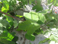 Gossypium tomentosum