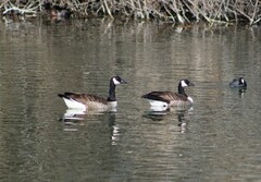 Branta canadensis