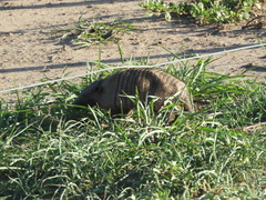 Chaetophractus villosus