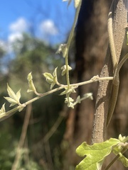 Dioscorea quartiniana