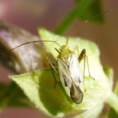 Adelphocoris lineolatus