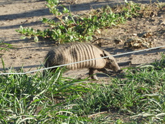 Chaetophractus villosus