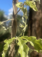 Dioscorea quartiniana