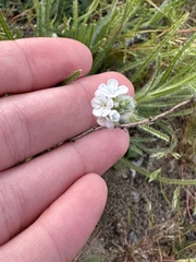Cryptantha intermedia