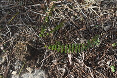 Asplenium resiliens