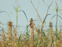 Phacellodomus striaticollis