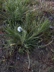 Cryptantha intermedia