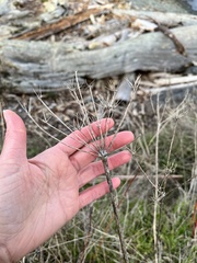 Lomatium nudicaule