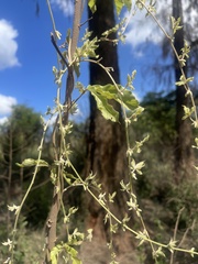 Dioscorea quartiniana