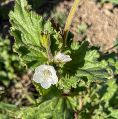 Phacelia viscida