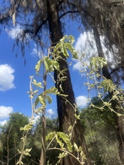 Dioscorea quartiniana
