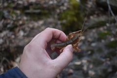 Cambarus graysoni